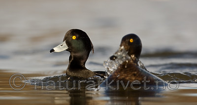 BB 06 0129 / Aythya fuligula / Toppand